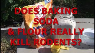 DOES BAKING SODA amp FLOUR REALLY KILL RODENTS [upl. by Guttery]