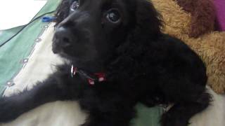 Black Cocker Spaniel Puppy [upl. by Ayikal268]