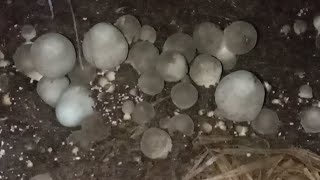 3rd harvest volva mushroom sa dayame [upl. by Otrebire]