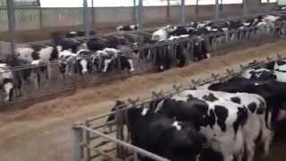 SupremeInternational 1200T Diet Feeder in Action 1000 Dairy Cows Cornwall UK [upl. by Primavera]