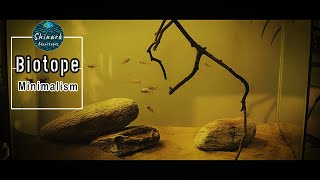 Biotope aquarium tank setup tutorial simple for beginners  Shinark Aquascaper 1 [upl. by Neils346]