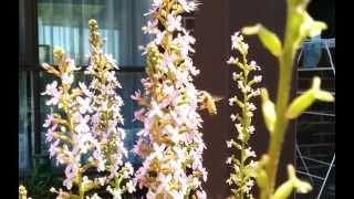 Stylidium graminifolium and bee slow motion [upl. by Lily]