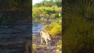 The Florida bobcat can be found all over the state from swamps and forests to suburban backyards [upl. by Anyrtak]