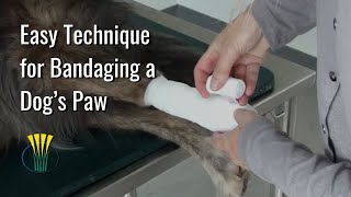 Easy Technique for Bandaging a Dog’s Paw [upl. by Ynnal]