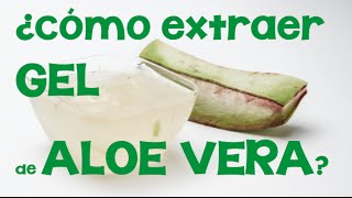 Cómo extraer el gel de aloe vera o sábila Obtención de aloe a partir de su planta [upl. by Yelhsa751]