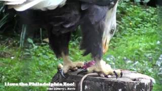 Philadelphia Zoo Eagle Eating Rat [upl. by Eyr]