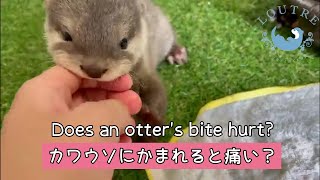 Does Otters Bite Hurt Shorts [upl. by Jacobah141]