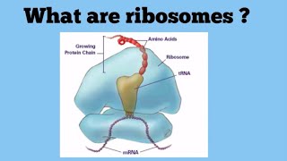 Ribosomes The Protein Factories [upl. by Kushner]