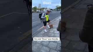 Hilarious moment friendly fox bites man [upl. by Ardnuahc]