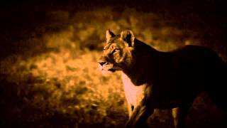 Last Lions Film Clip The Fight [upl. by Letnohc]