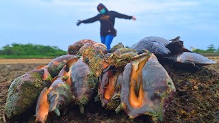 Sini sudaaahBerburu kerang Rangakerang kapak dan gurita di pantai Balikpapan [upl. by Abagail355]