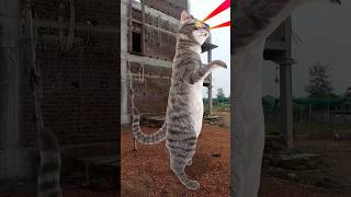 Billi bole meow meow cute cat dance shorts song music [upl. by Nisbet]