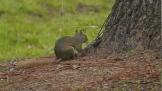 P1230020 20120703 Gray squirrel w red tail quotantingquot [upl. by Lewse225]