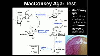 Microbiology MacConkey Agar [upl. by Bari929]