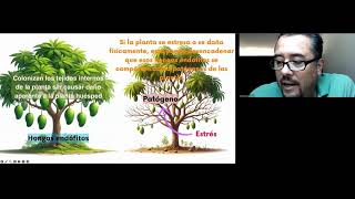 Dieback Disease In Mango Trees  Symptoms and Management [upl. by Sarina]