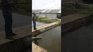 Memancing di balong sawah bobosan purwokerto remix fishing [upl. by Alilad]