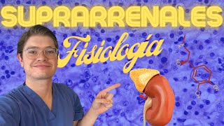 Fisiología de las glándulas SUPRARRENALES [upl. by Trotter392]