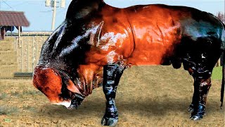 Los 10 Toros Más Grandes Del Mundo [upl. by Romina]