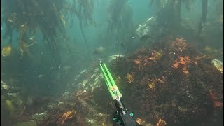 Spearfishing Hottentot  Camps Bay [upl. by Liryc]