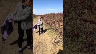 Interesting Harvest Method Chinese Red Dates  Dried Jujube Fruits Farm shorts satisfying [upl. by Enilrad]