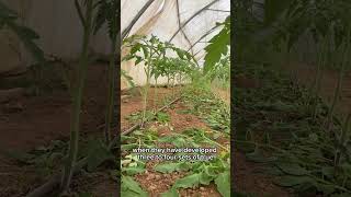 Suitable time of pruning tomato gardenplants gardening garding vegetableplants viralshort vira [upl. by Quinlan]