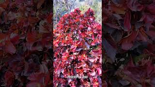 copperleaf PLANTnature explore shorts video [upl. by Avelin]