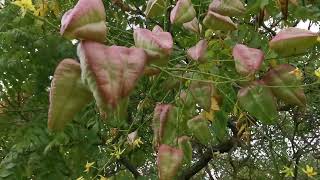 Golden Rain Tree Pride of India tree China Tree trees goldenraintree botany horticulture [upl. by Rubel]