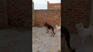 German shepherd dog fight  gsd dog playing  german shepherd dog training petdog germanshepherd [upl. by Esiralc269]