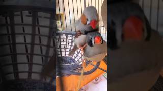 Zebra finch mating  Finch bird  Bird video  finch birds youtubeshorts shorts zebrafinch yt [upl. by Whit117]