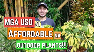 MGA USO AT AFFORDABLE NA OUTDOOR PLANTS [upl. by Dione572]