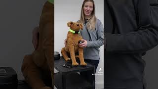 Canine Auscultation Trainer lets users hear key diagnostic sounds in heart lungs amp bowels shorts [upl. by Nairred]