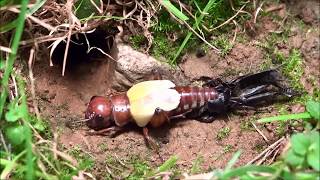 Cricket molting Grillon qui mue   Gryllus campestris [upl. by Tan997]