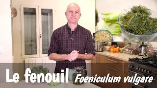 Le fenouil Foeniculum vulgare  nutrition digestion allaitement [upl. by Lello563]