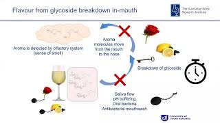 Increasing wine flavour with glycoside additions [upl. by Noram]