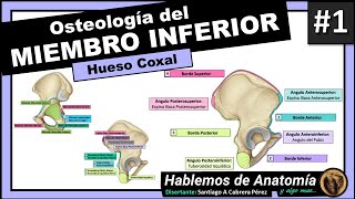 🔴 3👉OSTEOLOGIA DEL MIEMBRO INFERIOR 🟩 HUESO COXAL🟪 [upl. by Aneerehs550]