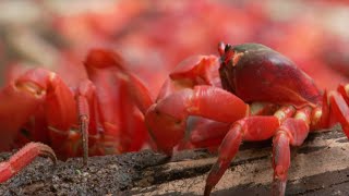 45 Million Red Crabs March  Lands of the Monsoon  BBC Earth [upl. by Radman]