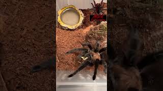 aphonopelma anax texas tan short shorts shortsvideo shortsfeed tarantula spider arachnid [upl. by Edea373]