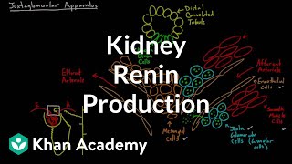 Renin production in the kidneys  Renal system physiology  NCLEXRN  Khan Academy [upl. by Hutchings383]