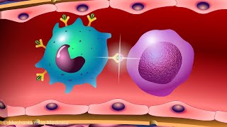 Vaccines and the Immune Response How Vaccines Work [upl. by Leahcym]