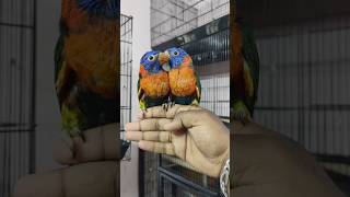 Lorikeet parrot chicks zulfimughal1 zulfiqaralimughal [upl. by Aikemot]