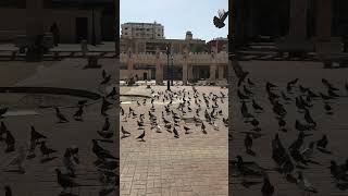 Pigeon in arabic The Way of the Tears nasheed dammam [upl. by Akelahs]