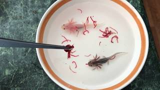 Feeding the baby axolotls [upl. by Tombaugh76]