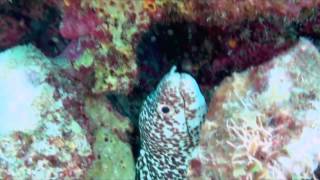 Cozumel Mexicos best snorkeling beach DzulHa [upl. by Barthelemy622]