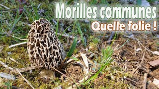 Sortie du 20 avril 19  Morilles en pagaille [upl. by Charlet]