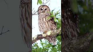 Barred Owl Hooting Video Haunting Nature Sounds [upl. by Aynat]