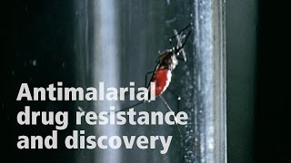 David Fidock on antimalarial drug resistance [upl. by Zilvia]