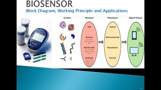 Biosensor Block diagram Working Principle and Application [upl. by Lissner506]