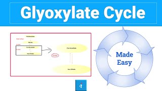 Glyoxylate cycle step by step [upl. by Marc]