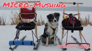 Micro Mushing  Kicksledding with Dogs [upl. by Brander]