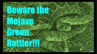 Life Lessons from a New Snake in Town  Green Mojave Rattlesnake [upl. by Kosey69]